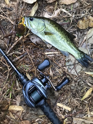 ブラックバスの釣果