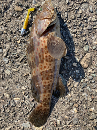 チャイロマルハタの釣果