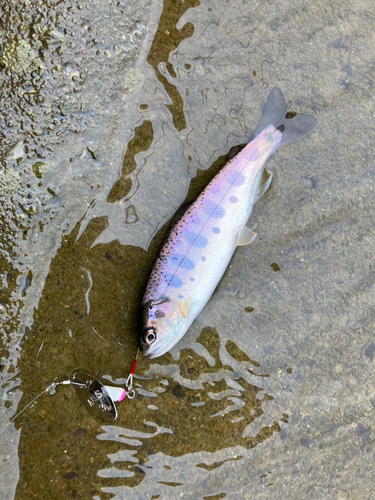 ヤマメの釣果