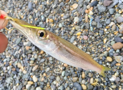 カマスの釣果