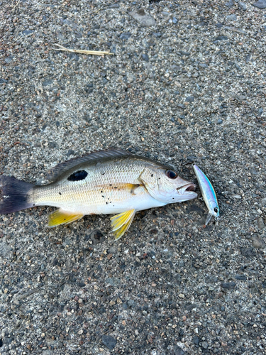 クロホシフエダイの釣果