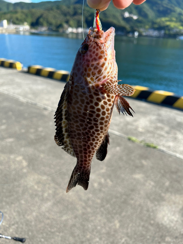 オオモンハタの釣果