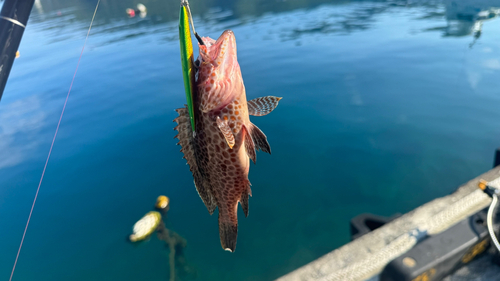 オオモンハタの釣果