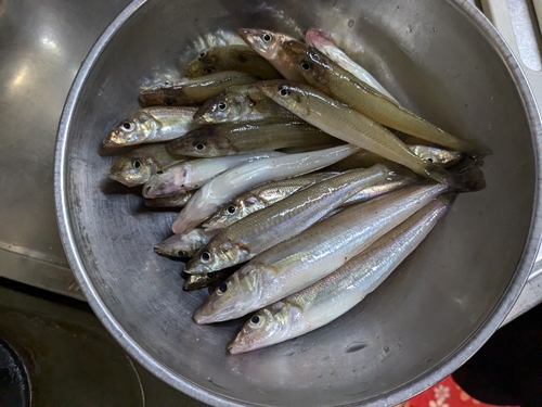 キスの釣果