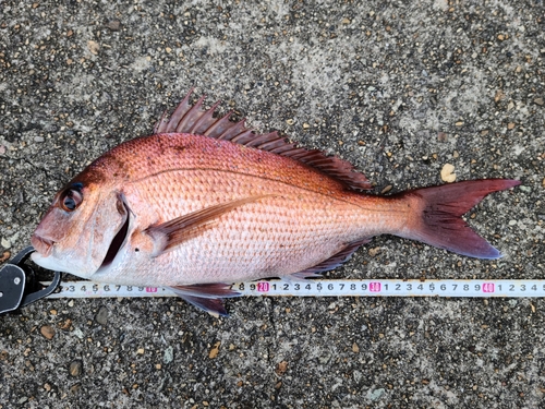 マダイの釣果