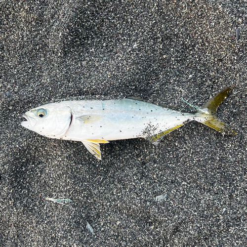 ワカシの釣果