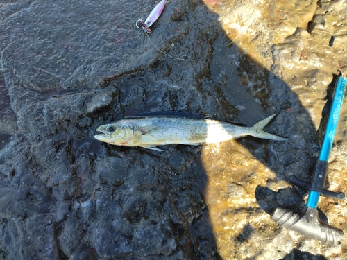 シイラの釣果