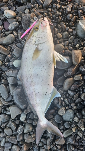 ショゴの釣果