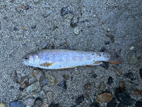 イワナの釣果