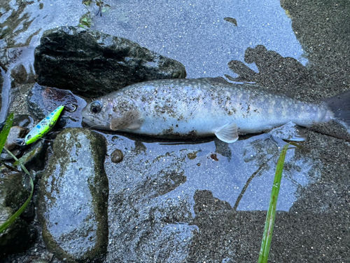 イワナの釣果