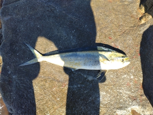 シイラの釣果