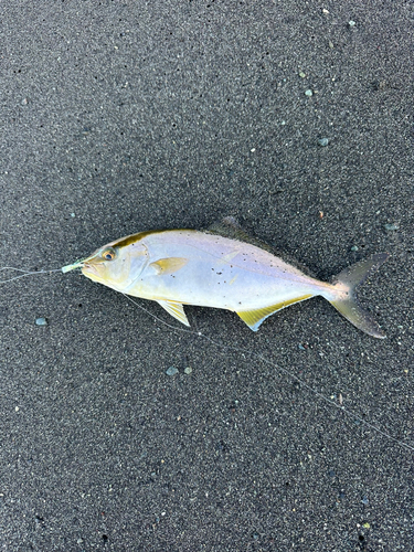 ショゴの釣果