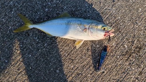 ワカシの釣果