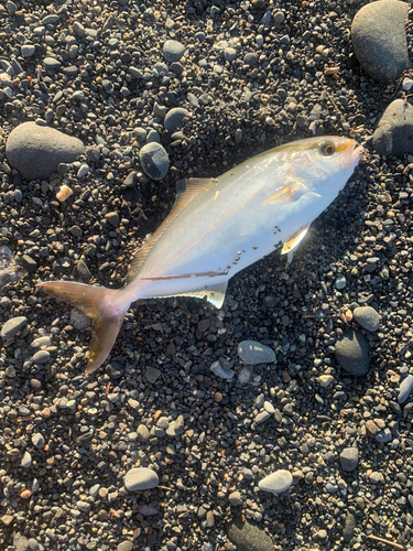 ショゴの釣果