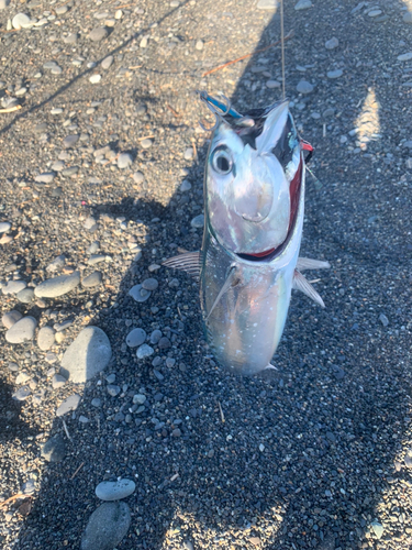 ソウダガツオの釣果