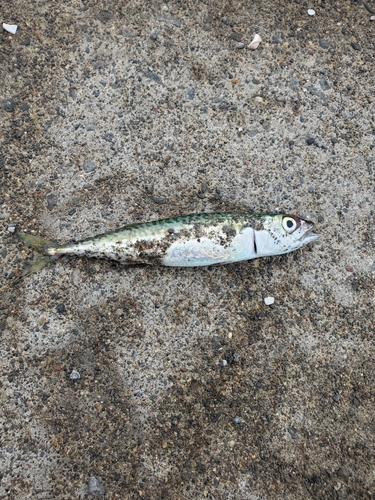 サバの釣果