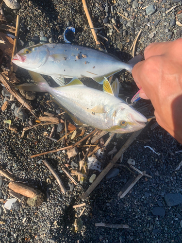 ショゴの釣果