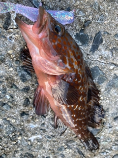 キジハタの釣果