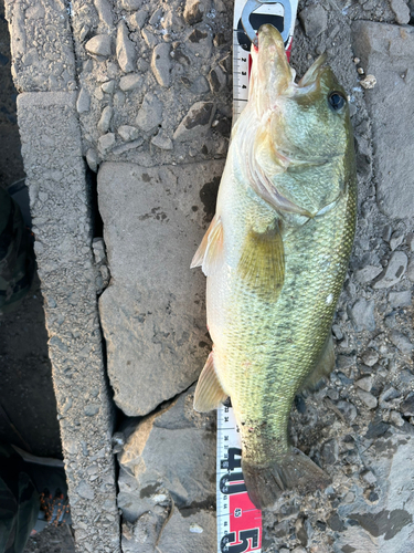 ブラックバスの釣果