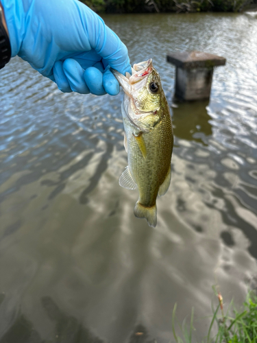 ラージマウスバスの釣果