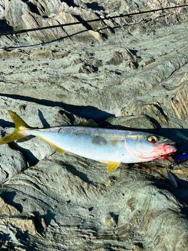 ヤズの釣果