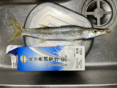 カマスの釣果