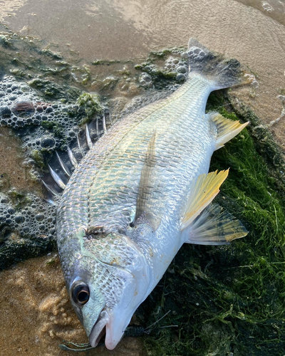 キビレの釣果