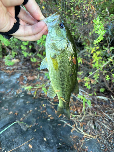 ラージマウスバスの釣果