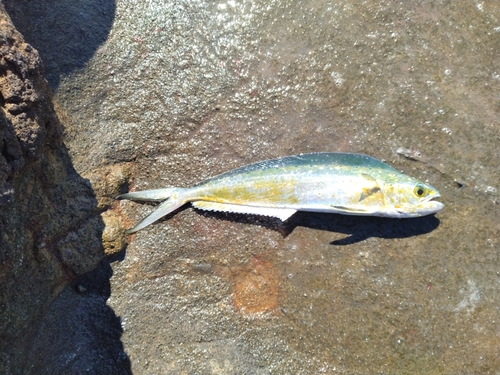 シイラの釣果