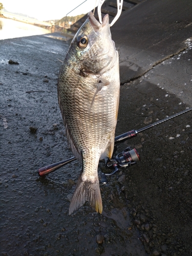 キビレの釣果