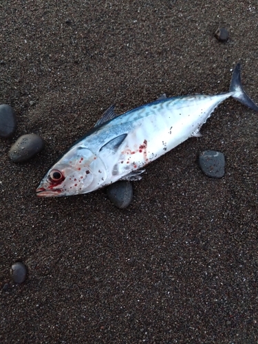 スマガツオの釣果