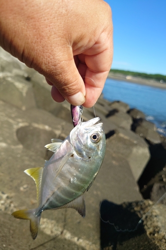 メッキの釣果