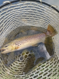 ブラウントラウトの釣果