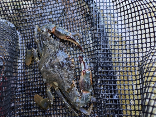 モクズガニの釣果