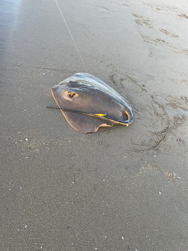 エイの釣果