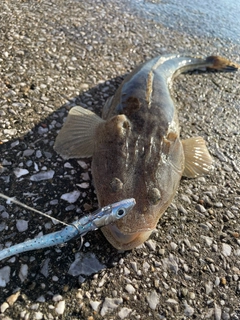 マゴチの釣果