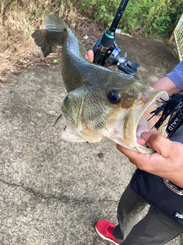 ラージマウスバスの釣果