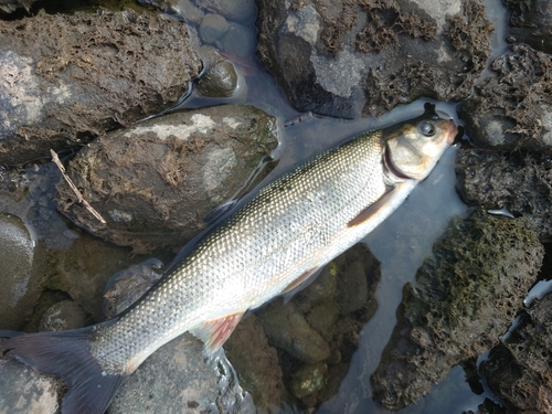 ウグイの釣果