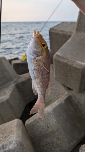 フエフキダイの釣果