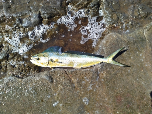 シイラの釣果