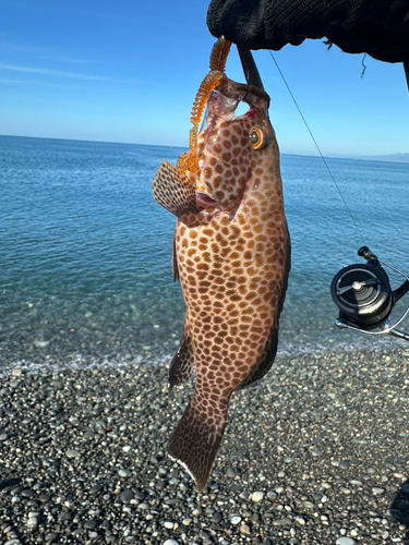 オオモンハタの釣果