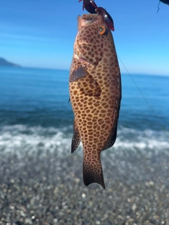 オオモンハタの釣果