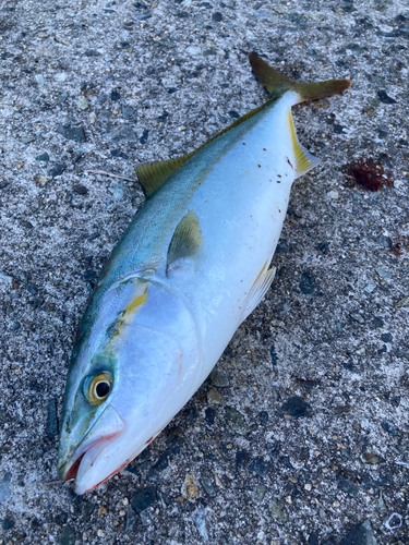 ツバスの釣果