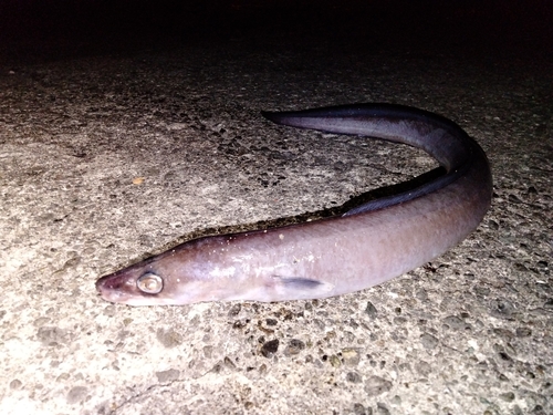 クロアナゴの釣果