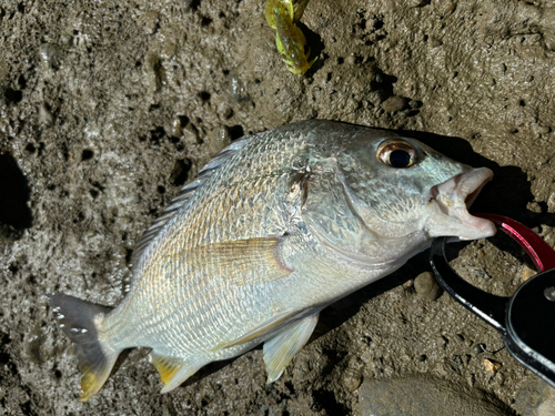 キビレの釣果