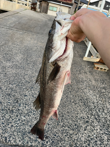 スズキの釣果