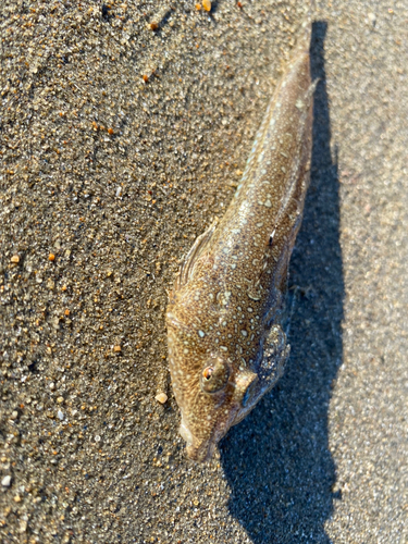 マゴチの釣果