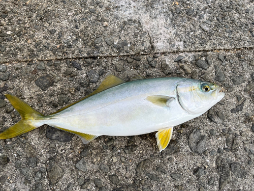 ツバスの釣果