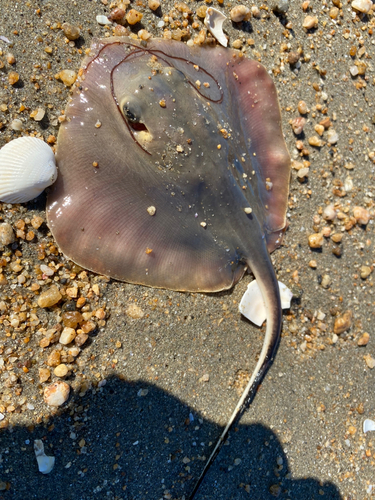 エイの釣果