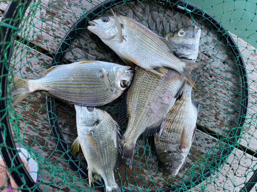 タイの釣果